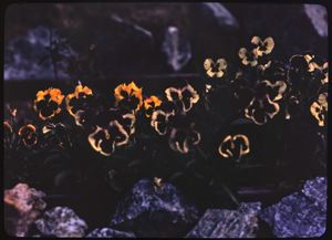 Image: Poppies, Popover radicatum (Pansies)
